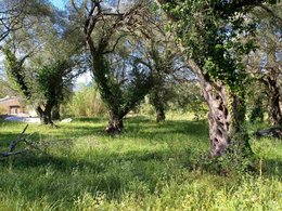 LAND for Sale - WEST CORFU